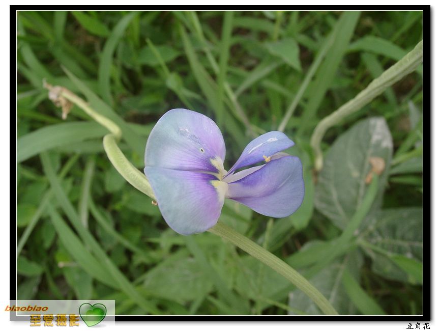 豆角花 摄影 至爱biaobiao