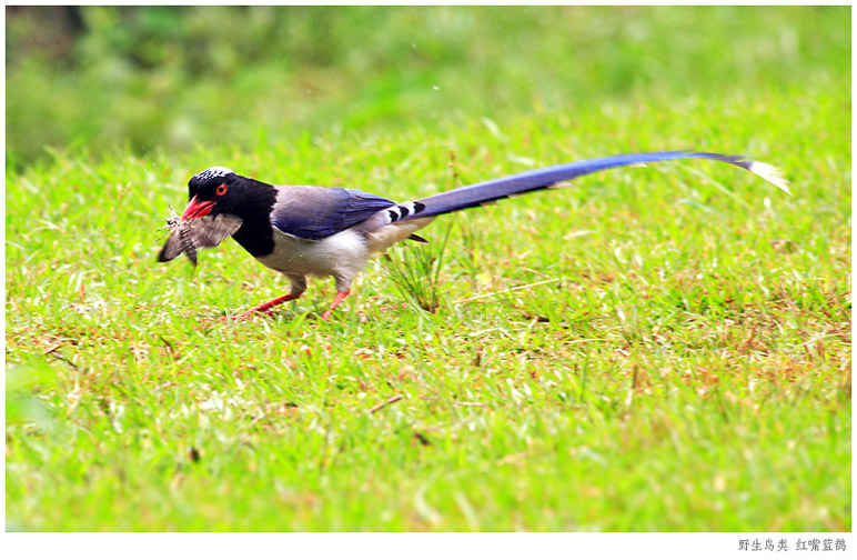 红嘴蓝鹊 摄影 pigeon