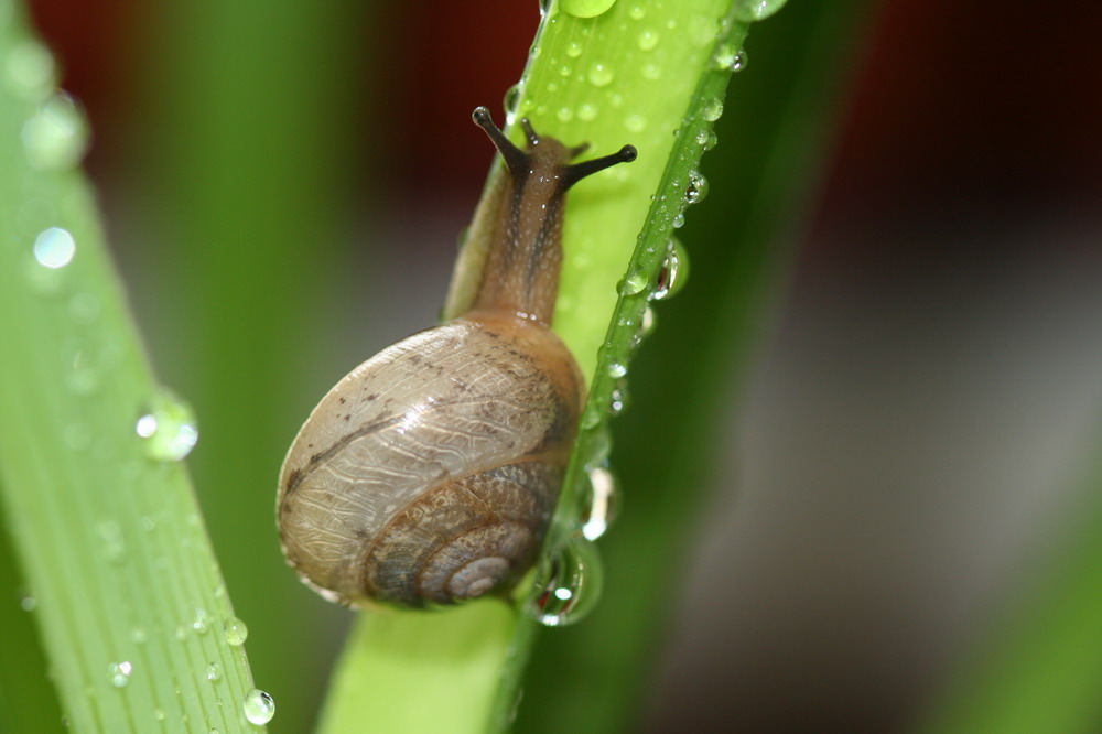 蜗牛 摄影 骑行