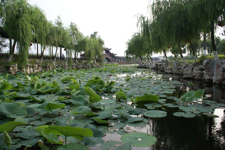 荷花 摄影 联合婚庆