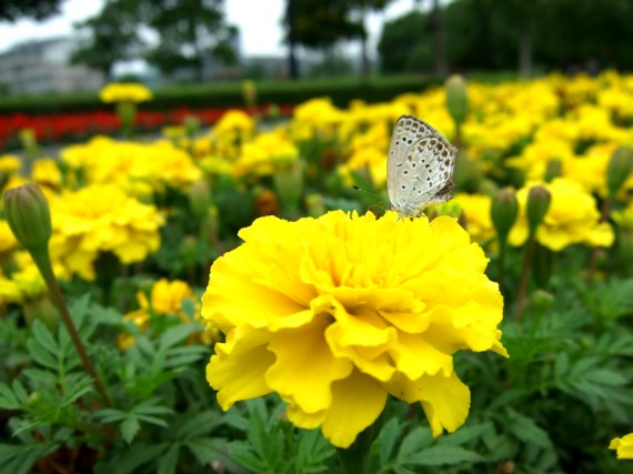 蝶恋黄花 摄影 花枝俏