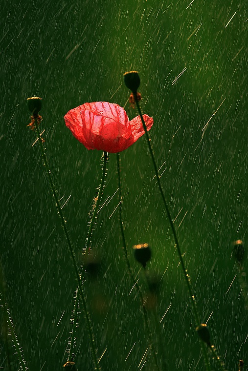 好雨知时润心田 摄影 艺术家GG