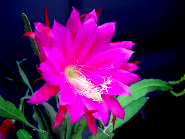昙花一现 摄影 fsw