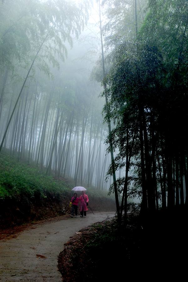 竹海雨韵 摄影 乐子0