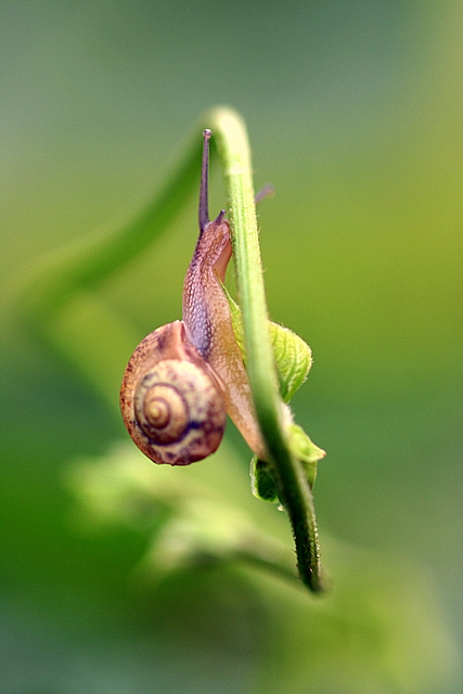 蜗牛 摄影 山村大夫