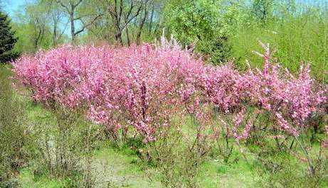 丁香芬芳 摄影 燕山飞扬