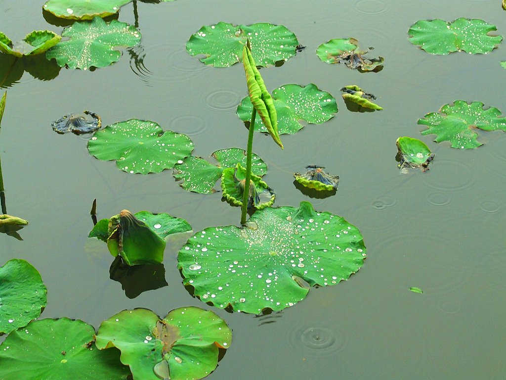 雨中残荷 摄影 向望