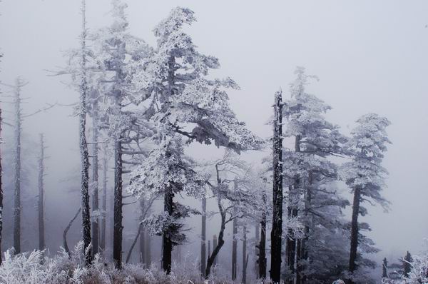 松林雪韵 摄影 梁山石