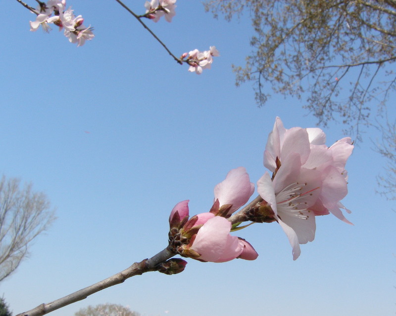 桃花映树 摄影 颐和园8