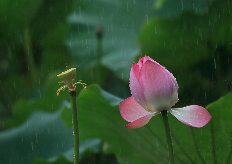 雨荷2 摄影 lfxtt