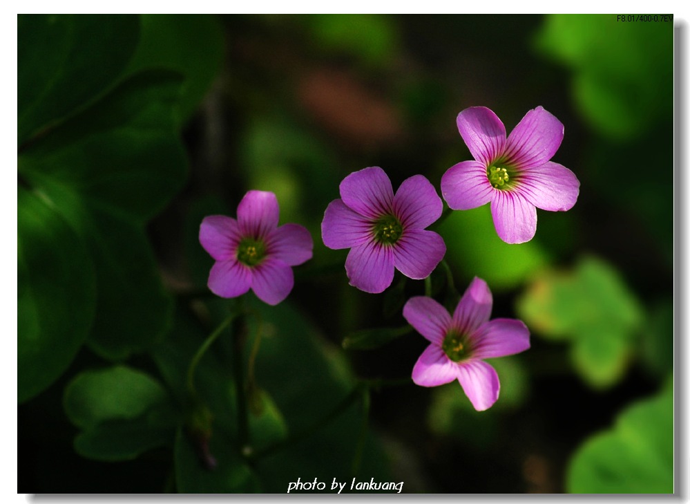 noname flower 摄影 lankuang