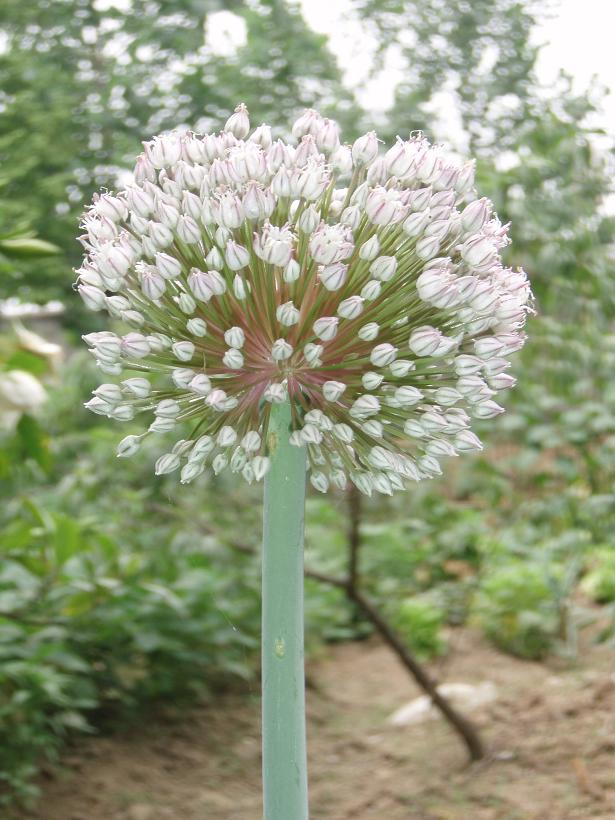 植物！ 摄影 熊宝宝