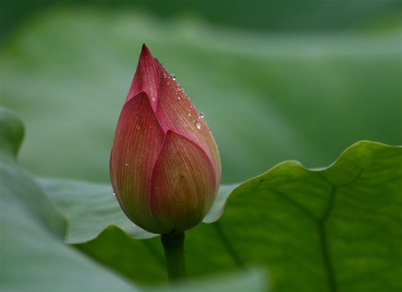 含苞 摄影 江南雨