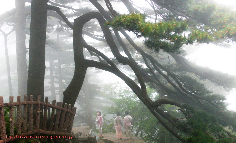 天姿黄山⑼ 摄影 老槐树