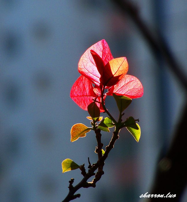 阳台上的杜鹃花 摄影 me_luo003