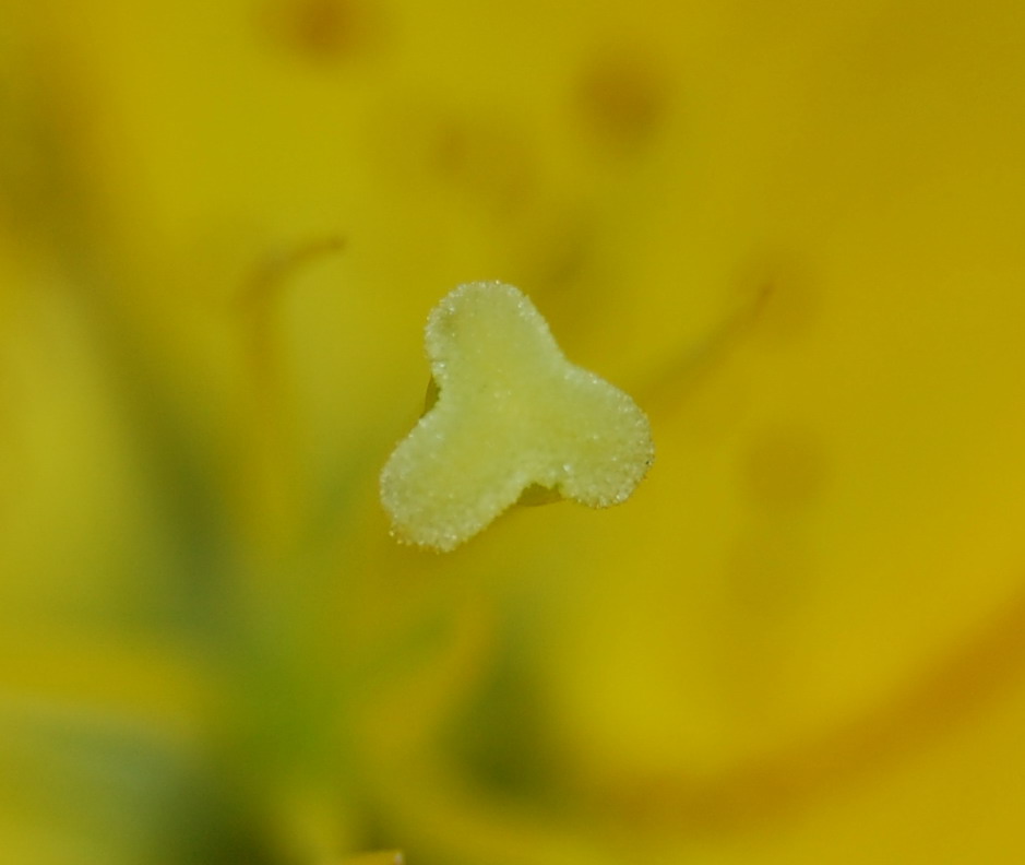 flower pistil 摄影 超级大白兔