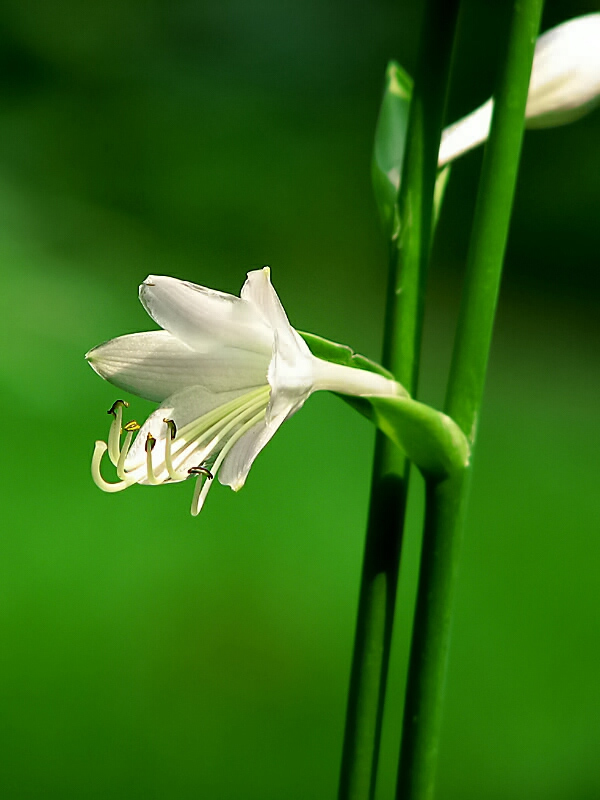 植物园小花 摄影 5kefu