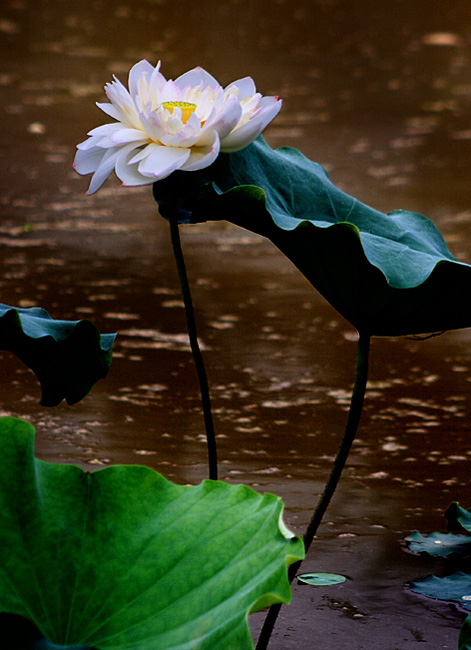 莲花 摄影 山.丘