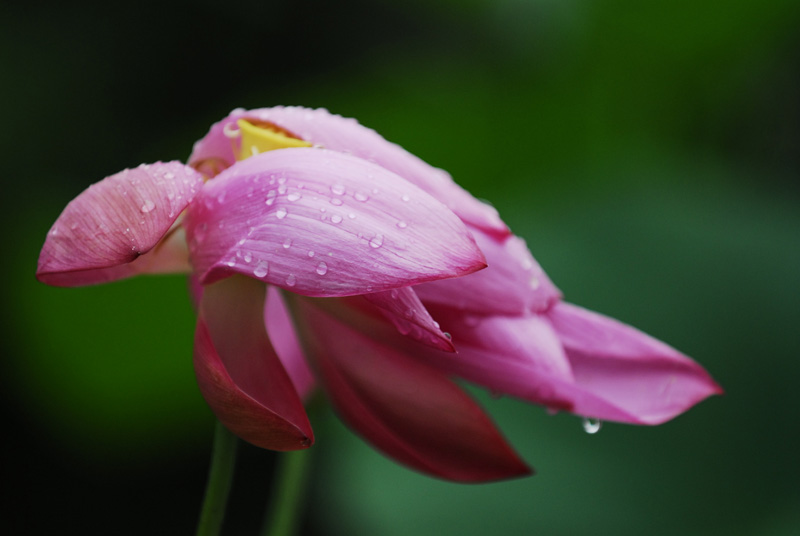 雨中荷花 摄影 乔乔老爷