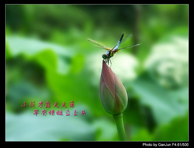 小荷才露尖尖角,早有蜻蜓立上头 摄影 甘宝宝