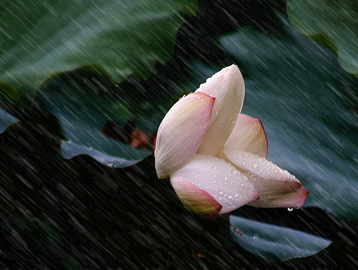 《雨荷》 摄影 山.丘