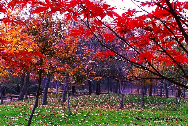 天平红枫林 摄影 艺圃花匠