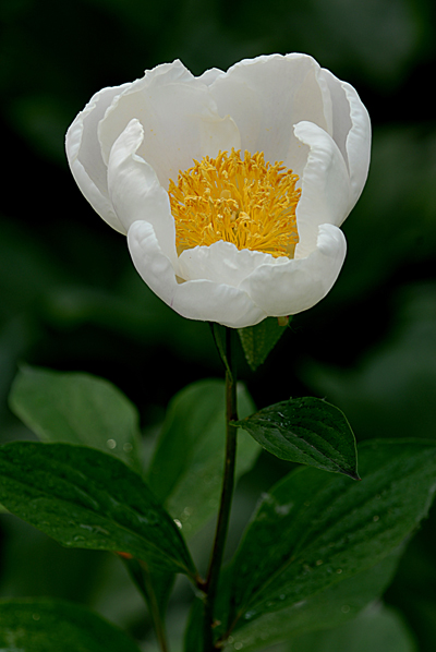 花的心 摄影 菲林优摄