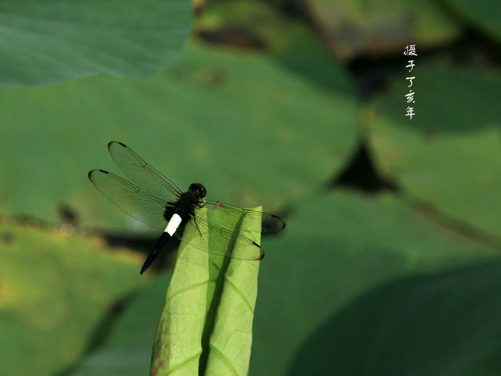 蜻蜓、仿生学、飞机、 摄影 陆奇