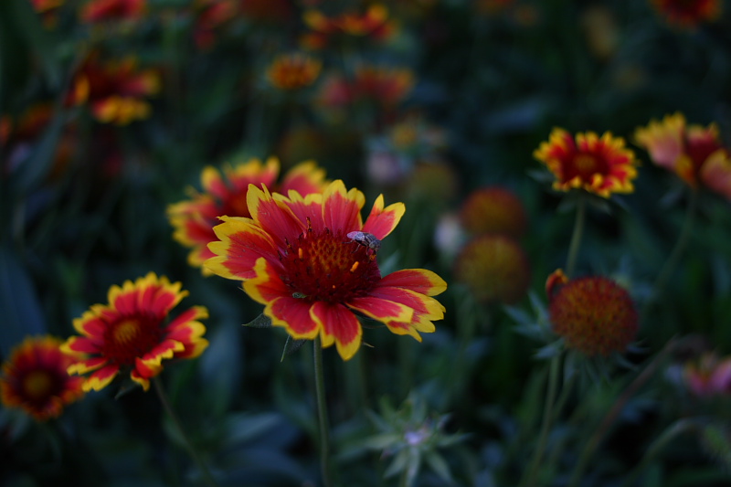 花2-雅西卡 28/2.8 摄影 georgealbert