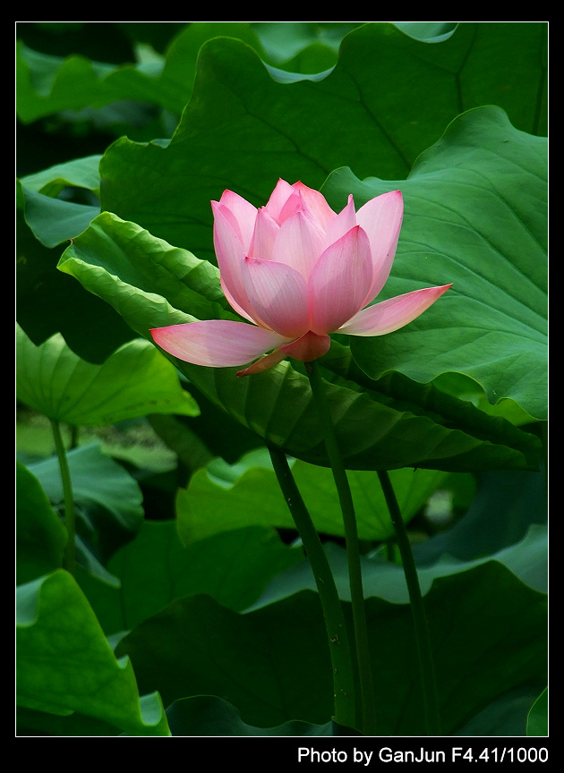 出水芙蓉 摄影 甘宝宝