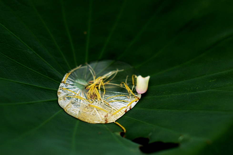 荷－2007－16 摄影 静野