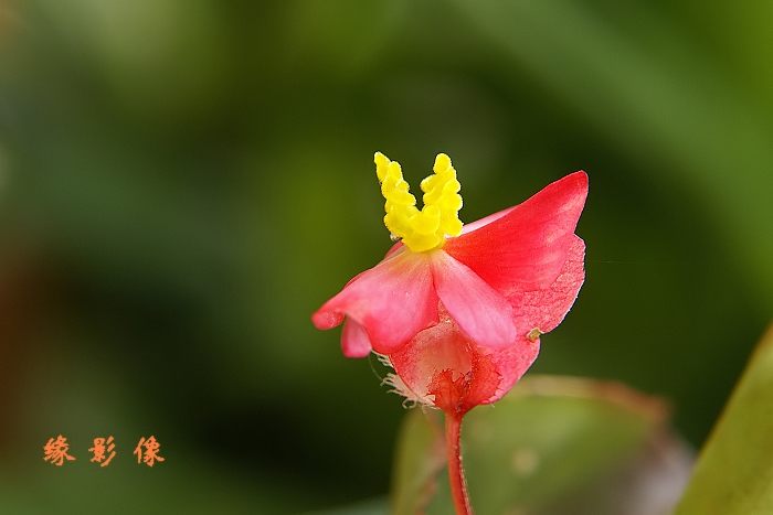 创意小花 摄影 超级先生