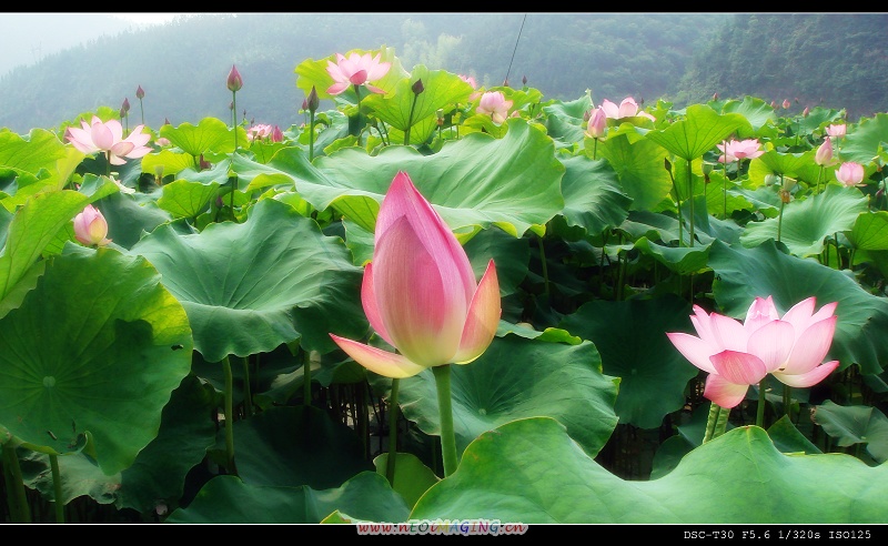 花卉习作 摄影 温馨