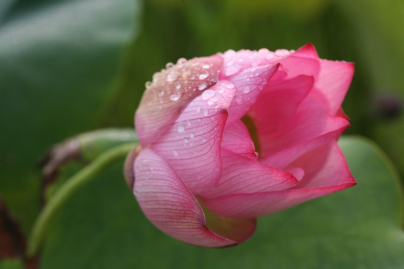 荷花仙子 摄影 秦淮听雨