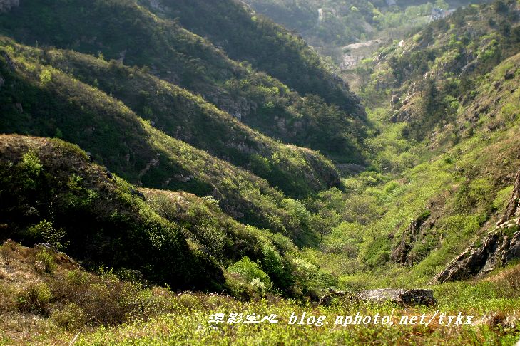 映山红开花的季节 摄影 潭影空芯