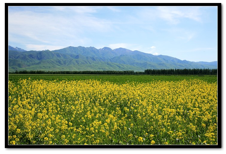 油菜花 摄影 wangjuns