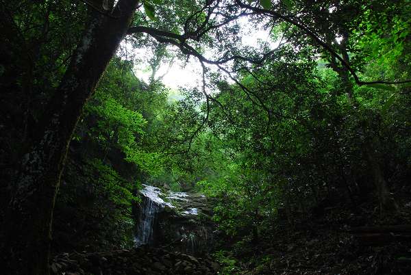 福建宝山原始森林 摄影 乐子0