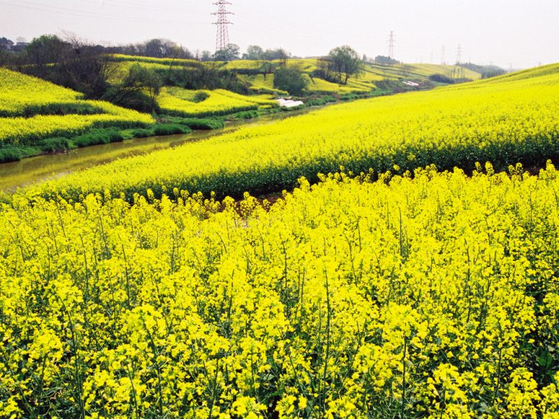 小溪两岸遍地金 摄影 zhenshan