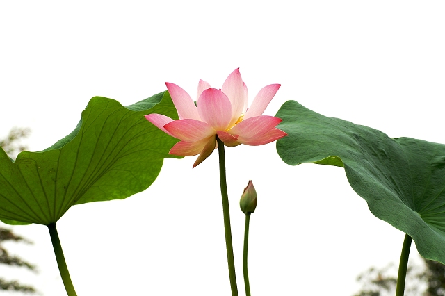 好花绿叶扶 摄影 闲云出岫