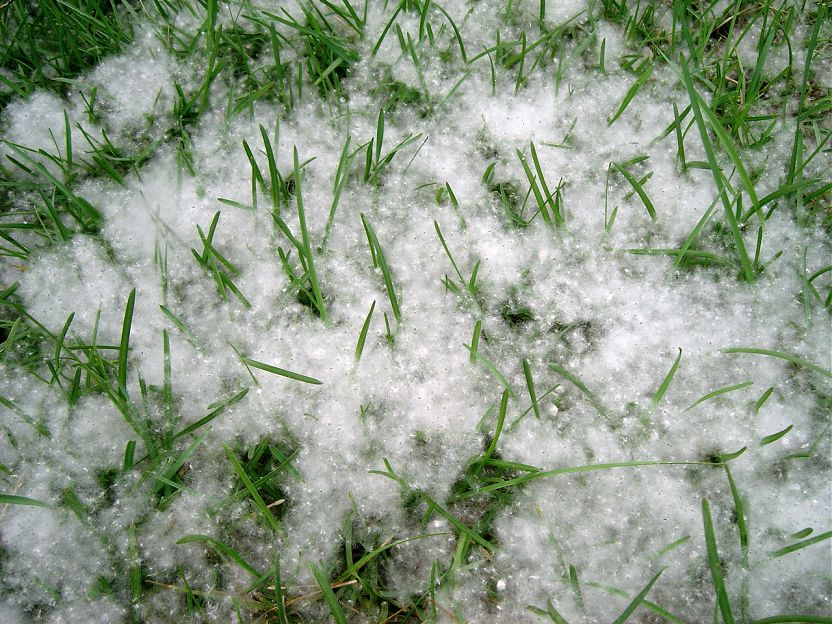 “雪绒花”- 柳絮 摄影 植物爱好者