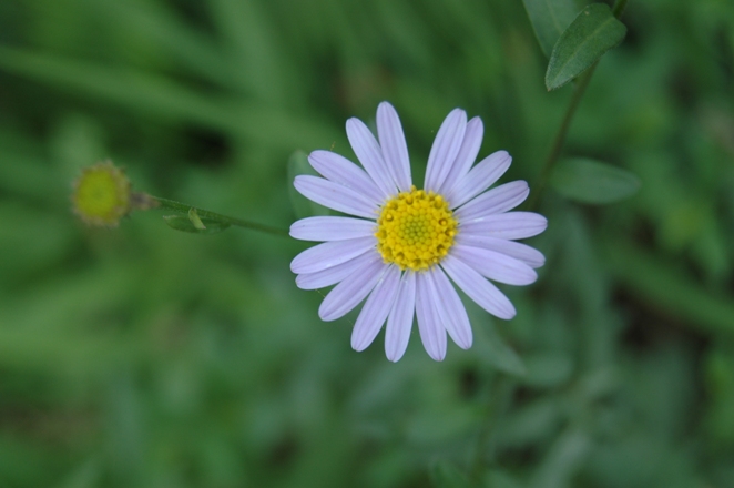 小花 摄影 ca10b