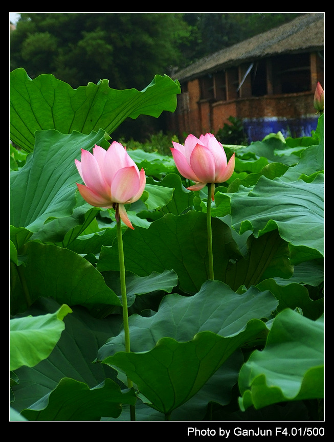 出水芙蓉---争奇斗艳 摄影 甘宝宝