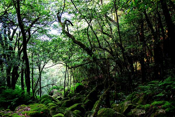 福建宝山原始森林2 摄影 乐子0