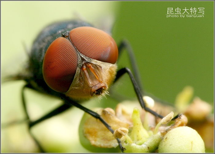 昆虫大特写------1 摄影 田园