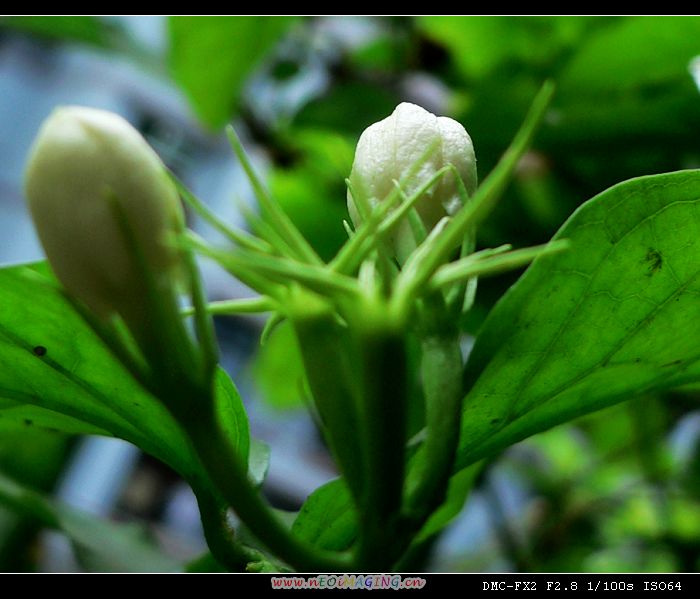 茉莉花 摄影 暗香残留