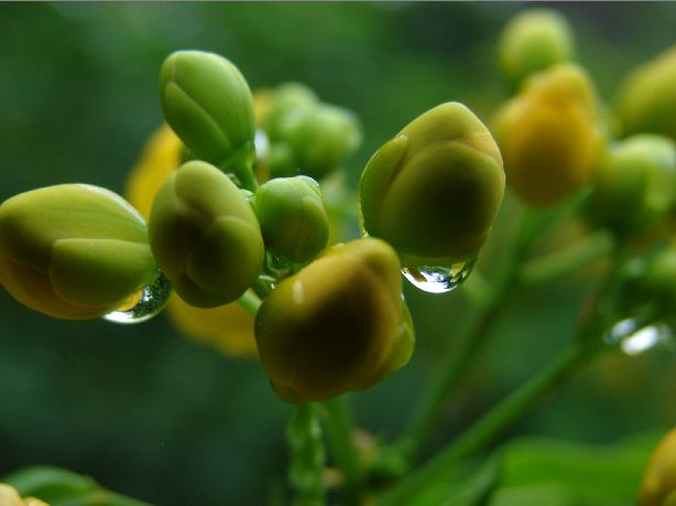 花美还是果美? 摄影 快乐的大胡子