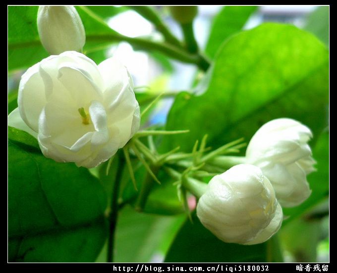 茉莉花 摄影 暗香残留