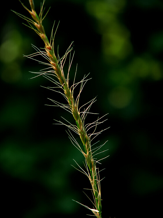 小草 摄影 5kefu