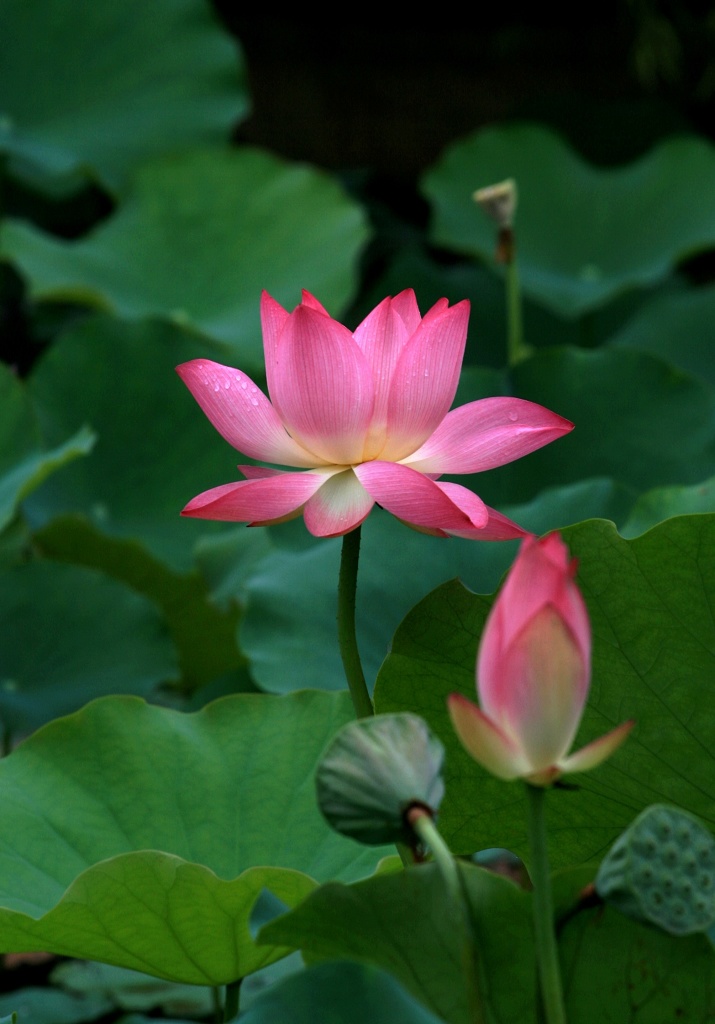 生生不息 摄影 初试锋芒