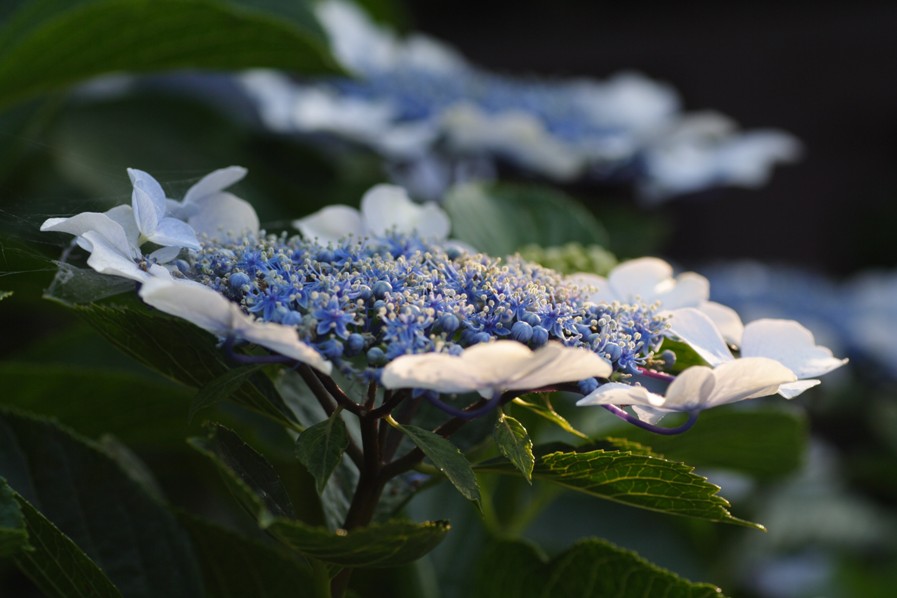 紫陽花 摄影 无名小花